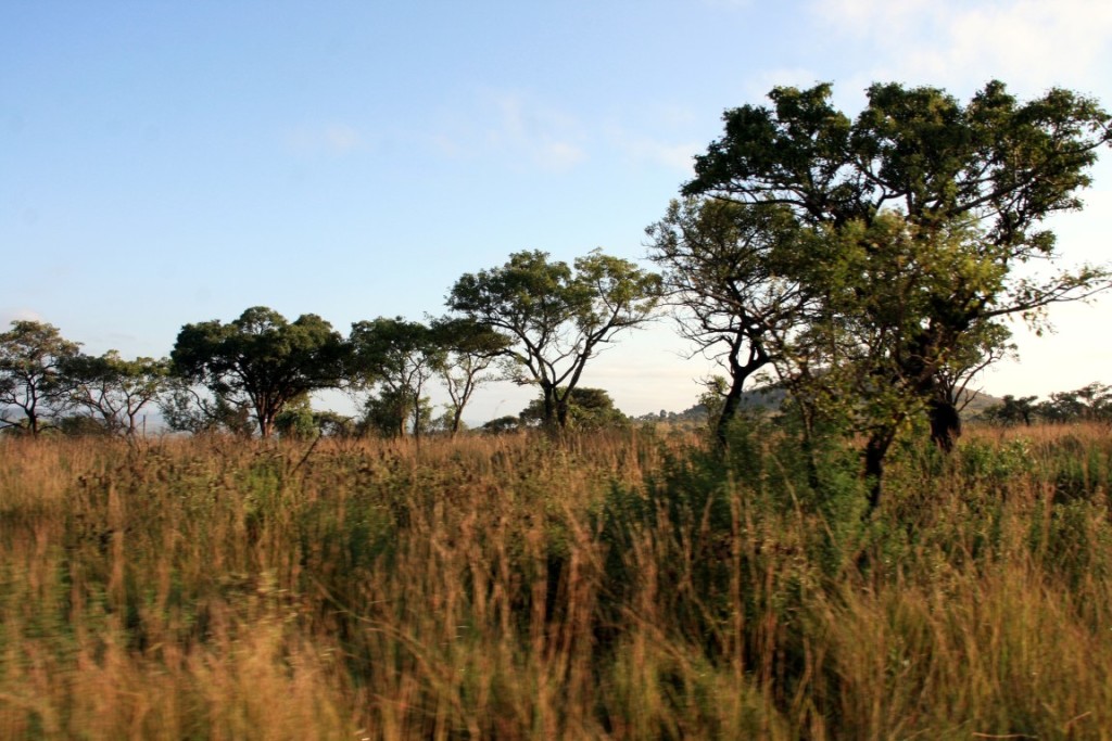 Morgensafari im Kruger Park