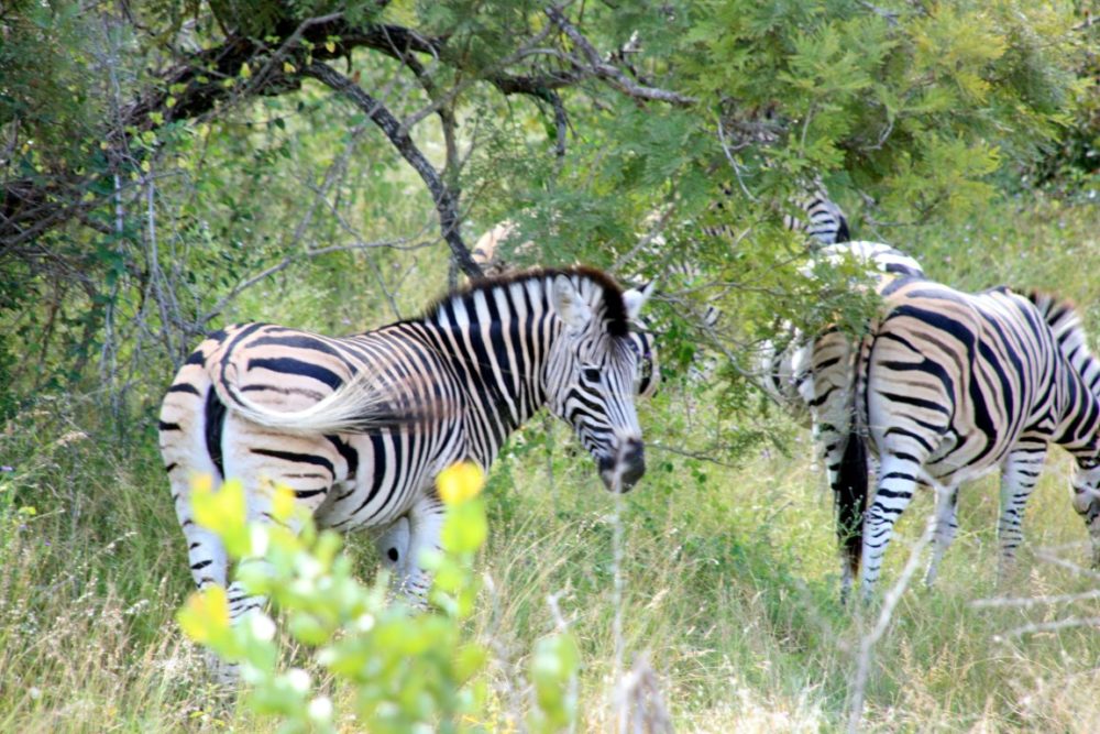 Zebras im Krügerpark