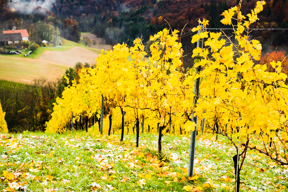 Weingärten im Herbst