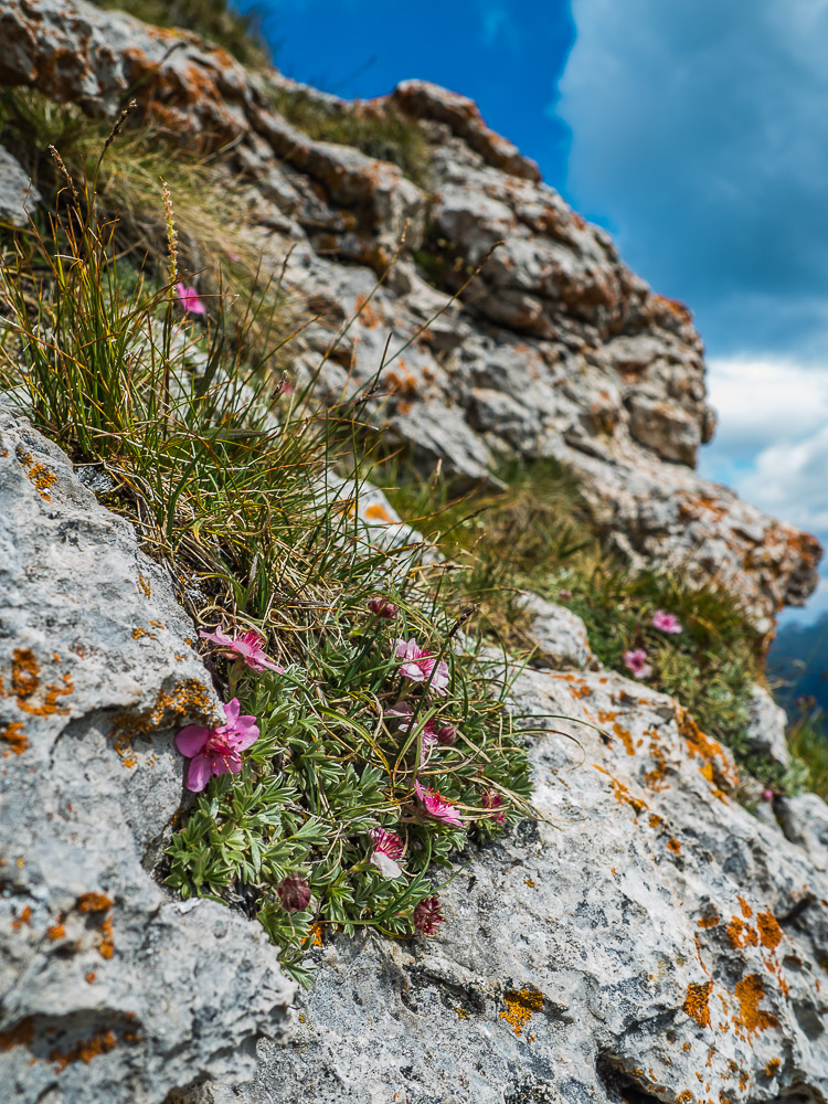 Bergblumen-Südtirol