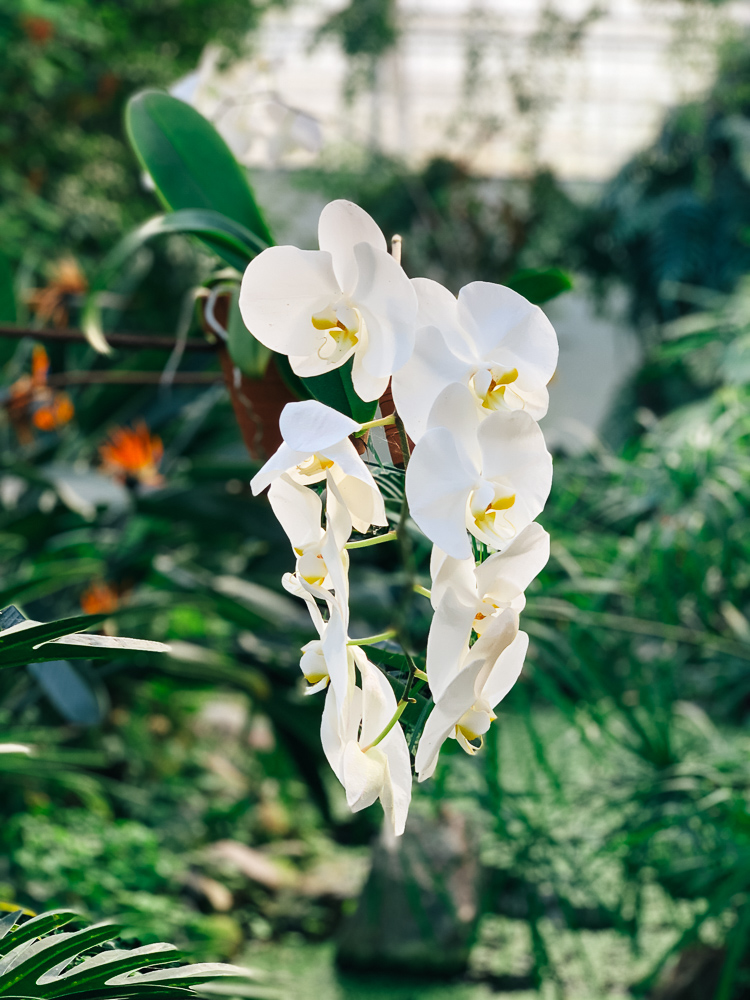 orchideen-zucht-slowenien