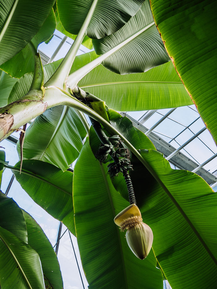 bananen-pflanze-tropischer-garten