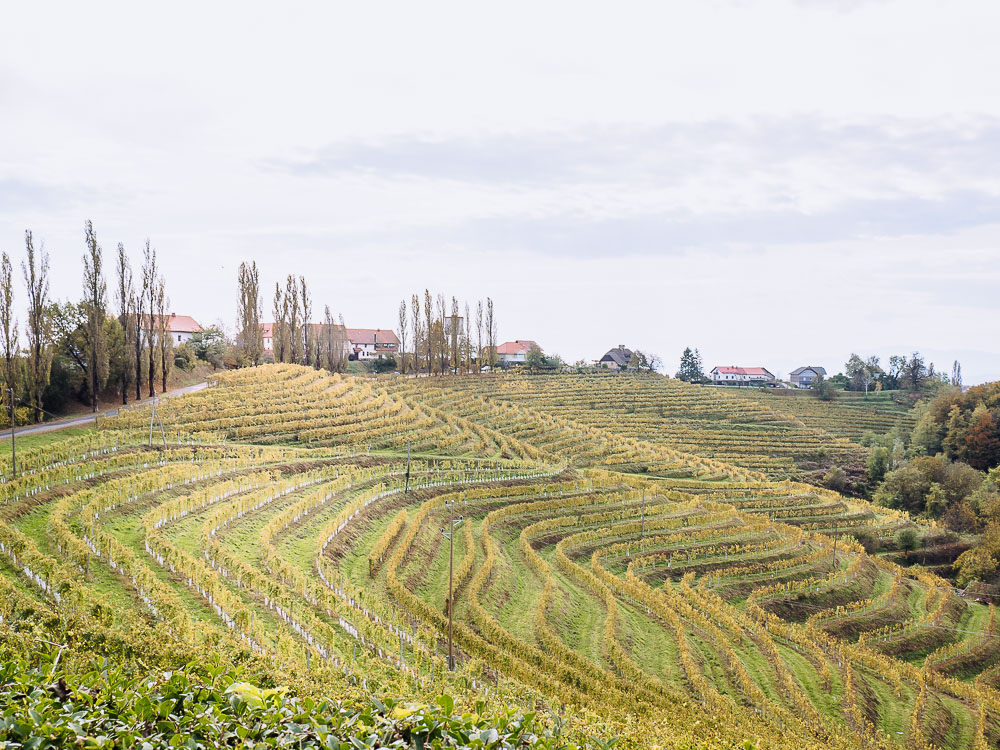 weinberge-jeruzalem-slowenien