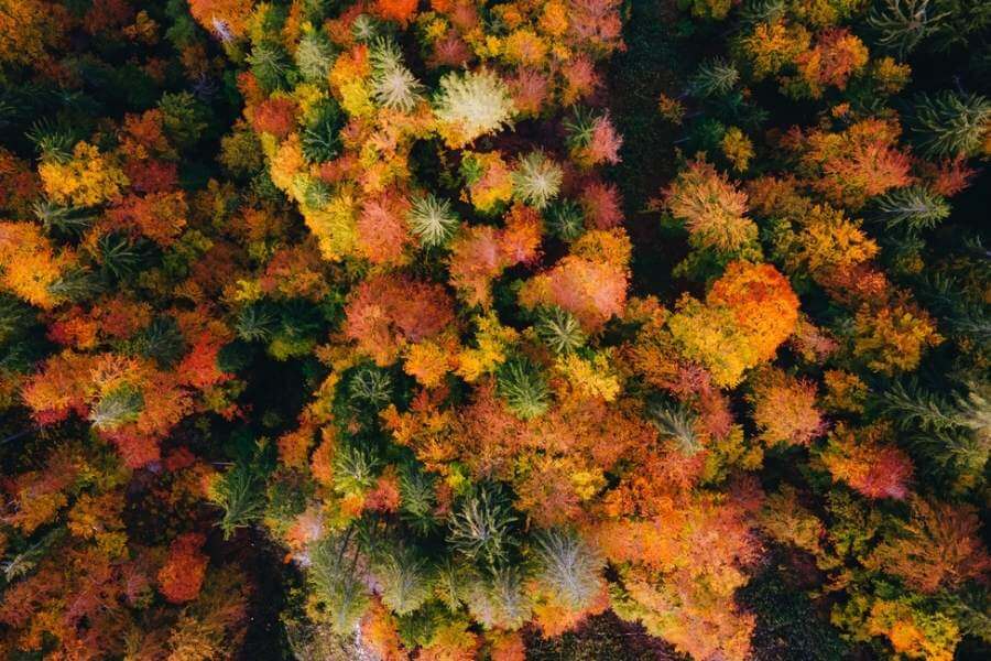 blaetter-herbst-wald